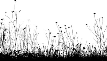 Bettina Lindenberg Postkarten schwarz-weiß Natur Fotokunst Kunstpostkarten, Deko, Wasser