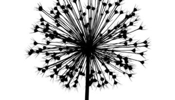 Bettina Lindenberg Postkarten schwarz-weiß Graeser Fotokunst Kunstpostkarten, Deko